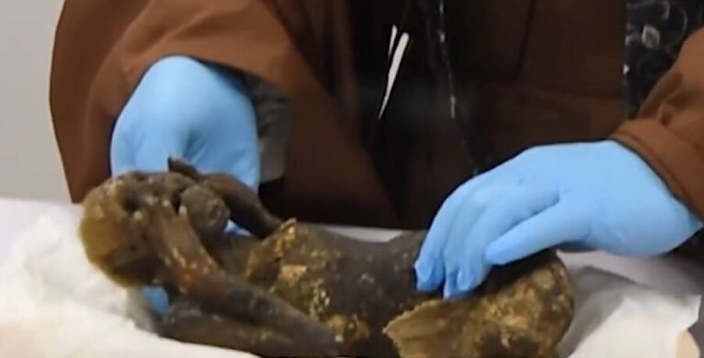 mermaid-mummy-being-handled-768x521