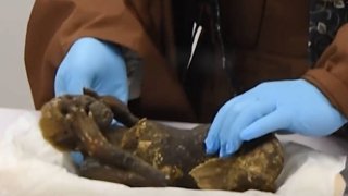 mermaid-mummy-being-handled-768x521