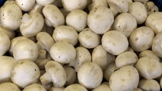 гъби, печурки