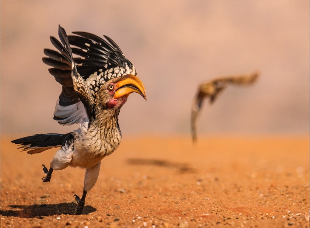 Най-смешните снимки на животни за 2025 г.