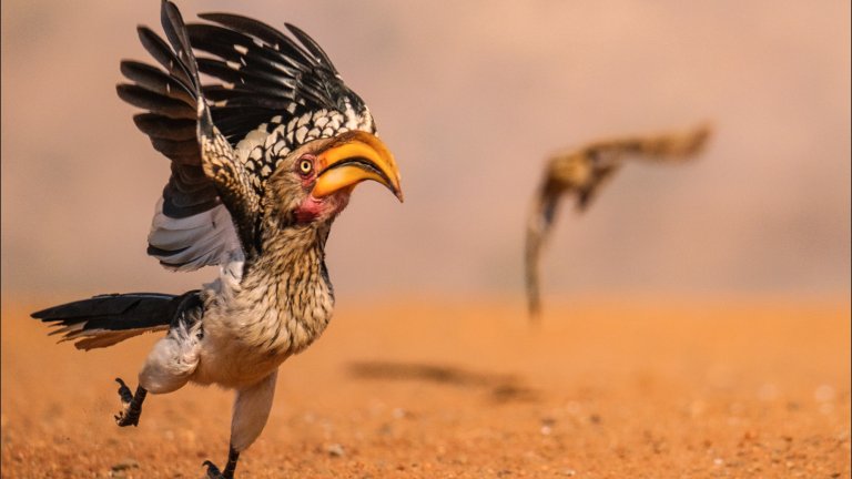 Най-смешните снимки на животни за 2025 г.