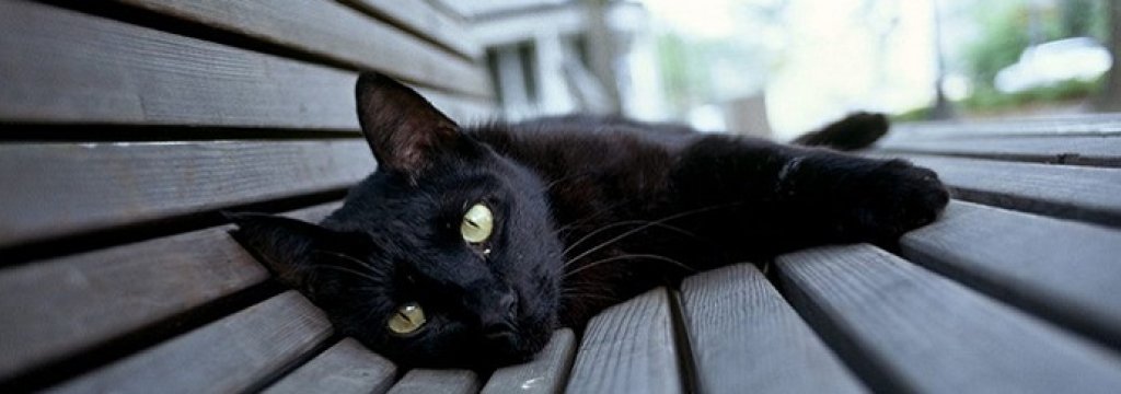 black-cat-eerie