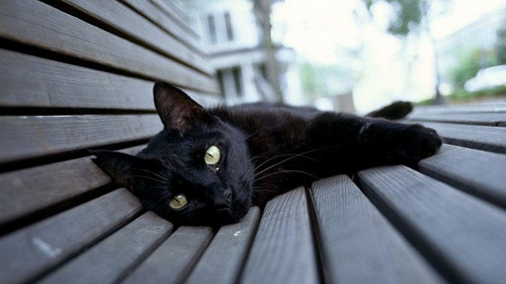 black-cat-eerie