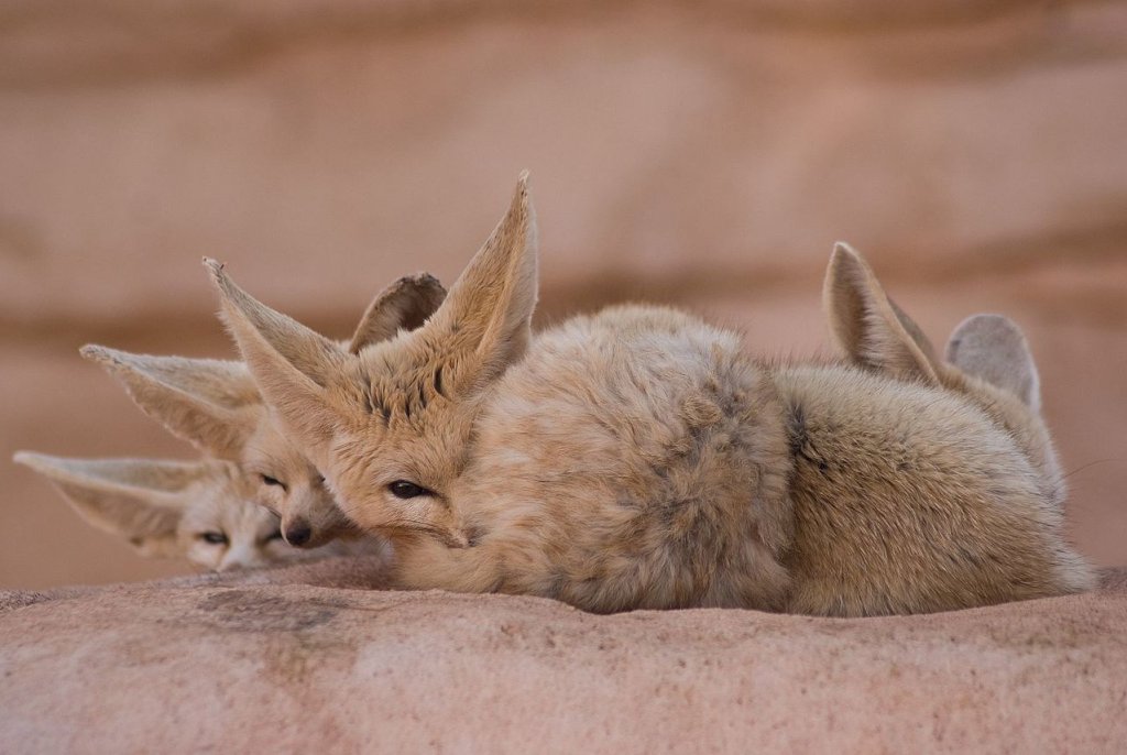 Fennec_Fox_Peek