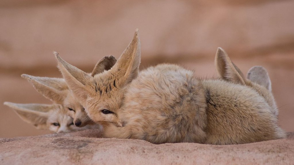 Fennec_Fox_Peek