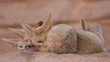 Fennec_Fox_Peek