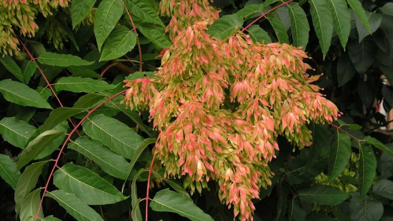 Айлант, див орех (Ailanthus altissima)