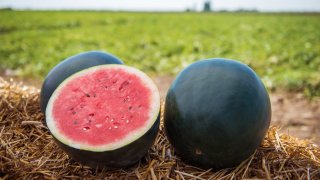 Засега тя вирее само и единствено на остров Хокайдо