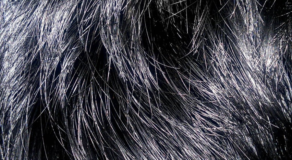 Blackhair10