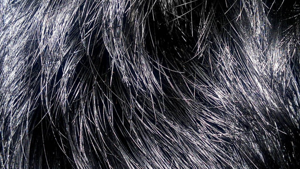 Blackhair10