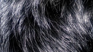 Blackhair10