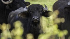 Вече има хора на антибиотици, предупреди шефът на агенцията по храните (снимката е илюстративна)