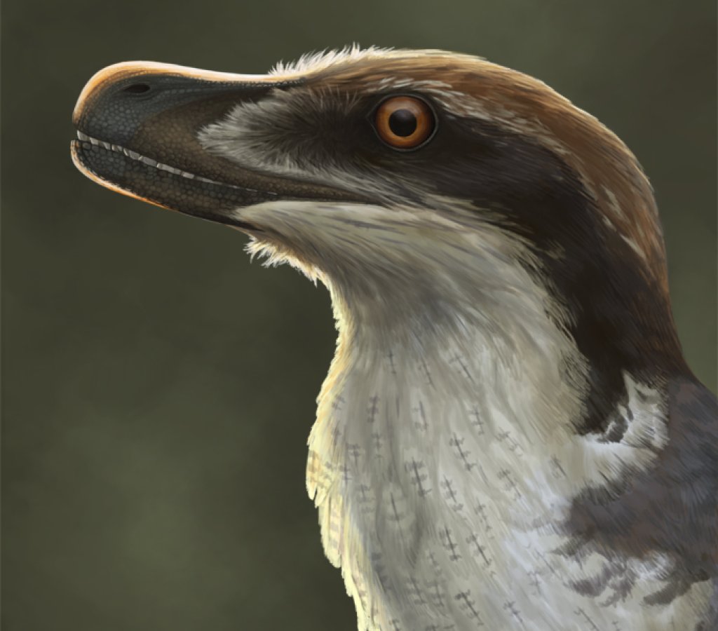 Acheroraptor_reconstruction