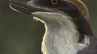 Acheroraptor_reconstruction