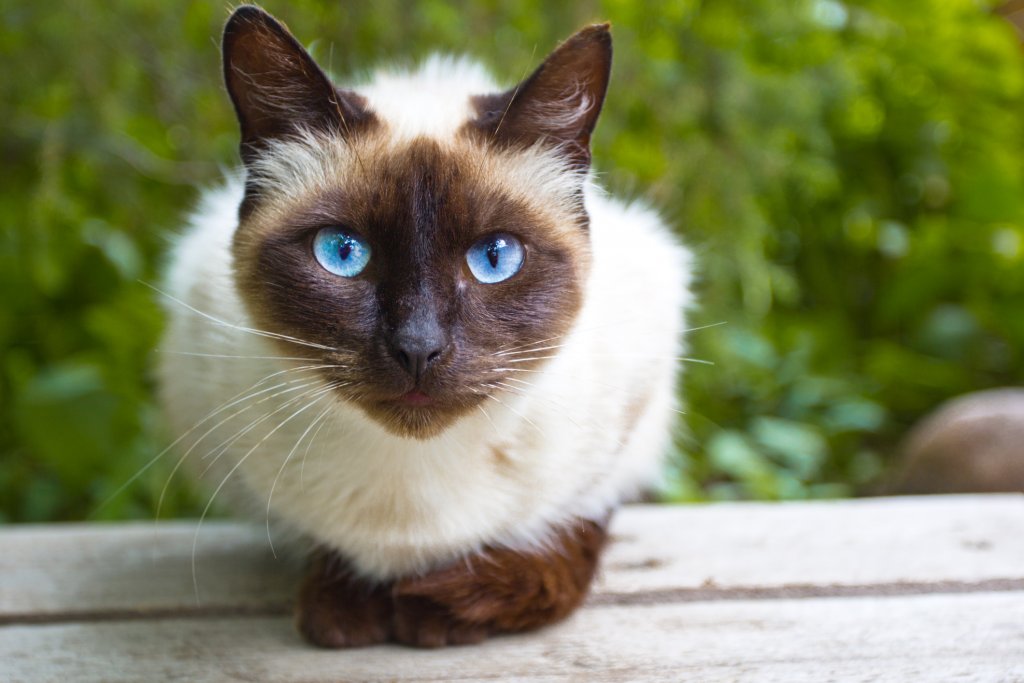 Сиамска котка
Ето я и нея – най-известната синеока котка. Изящна, елегантна и социална, тя е и малко изискваща и с характер. Обича да е център на вниманието, може да бъде доста шумна, но е умна и любопитна.
Името ѝ идва от Сиам – старото име на Тайланд, и е внесена на запад в края на XIX век.