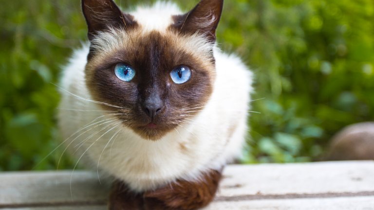 Сиамска котка
Ето я и нея – най-известната синеока котка. Изящна, елегантна и социална, тя е и малко изискваща и с характер. Обича да е център на вниманието, може да бъде доста шумна, но е умна и любопитна.
Името ѝ идва от Сиам – старото име на Тайланд, и е внесена на запад в края на XIX век.