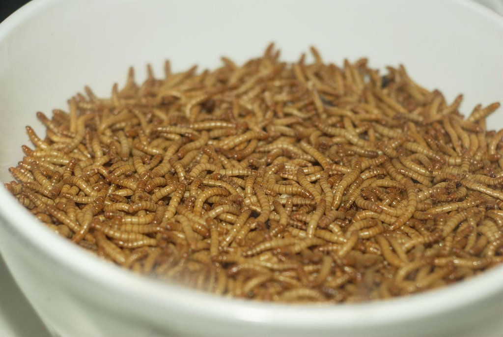 1280px-Mealworm_01_Pengo