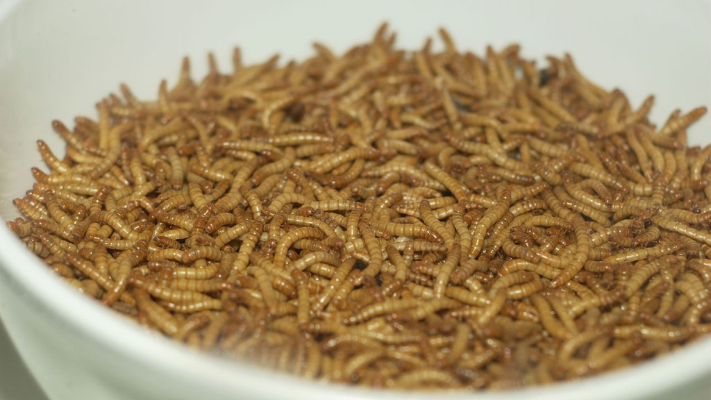 1280px-Mealworm_01_Pengo
