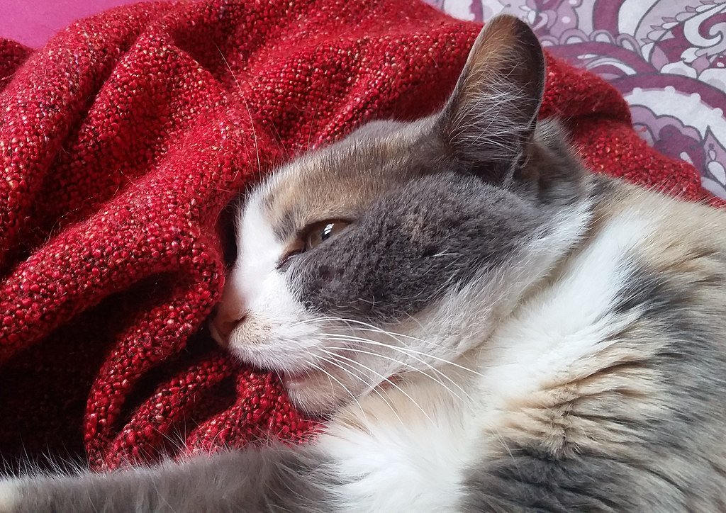 Cat_kneading_and_sucking_blanket_2
