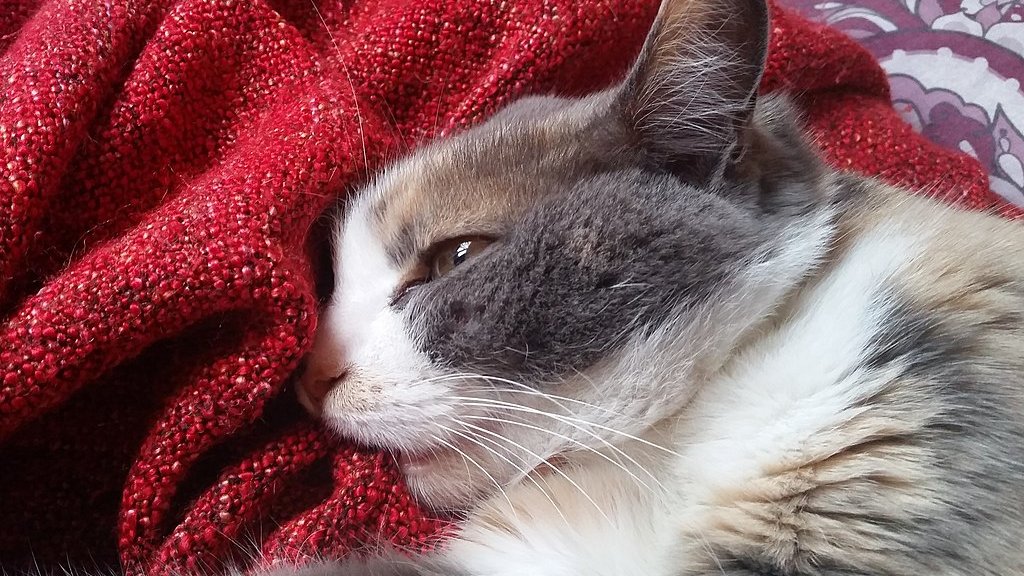 Cat_kneading_and_sucking_blanket_2