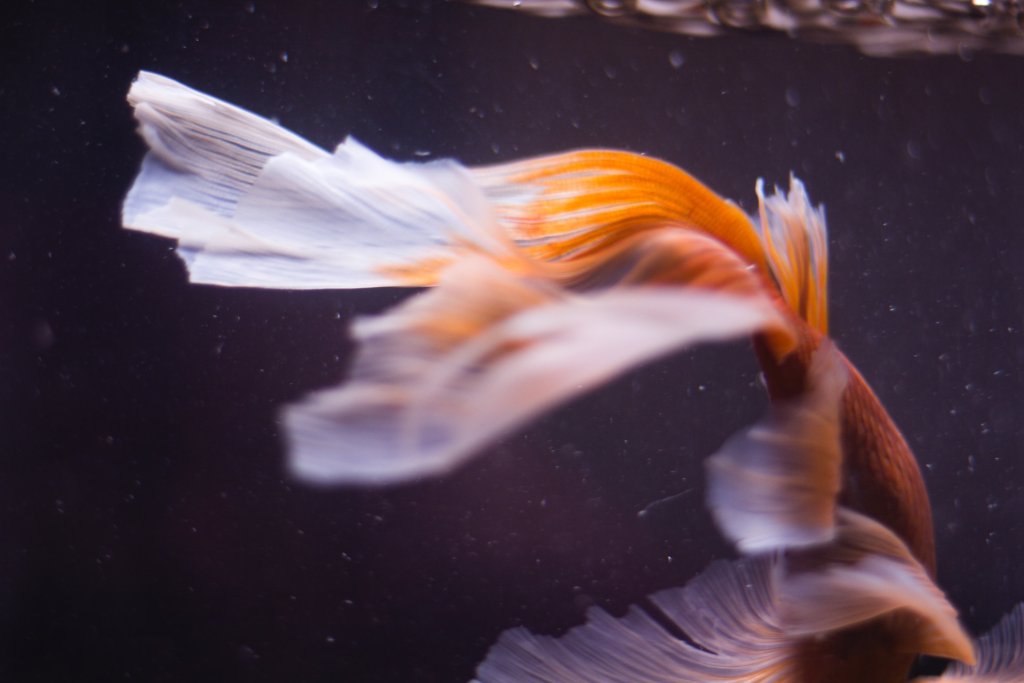 leman-8IxVZ60u0LQ-unsplash