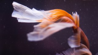 leman-8IxVZ60u0LQ-unsplash