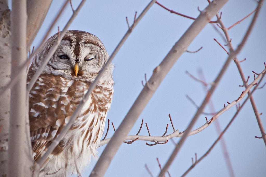 Barred-Owl_9052