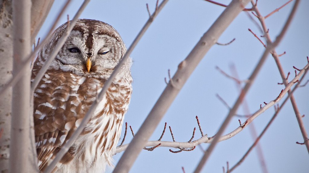Barred-Owl_9052