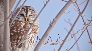 Barred-Owl_9052