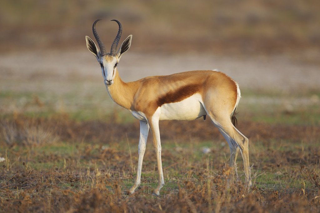 Antidorcas_marsupialis,_male_(Etosha,_2012)
