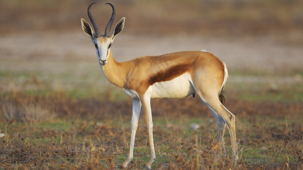 Antidorcas_marsupialis,_male_(Etosha,_2012)