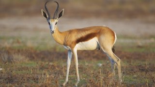 Antidorcas_marsupialis,_male_(Etosha,_2012)
