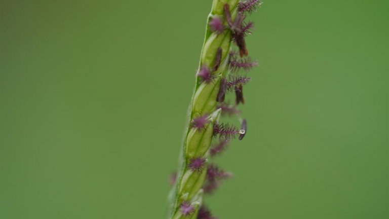 Блатен троскот (Paspalum distichum)