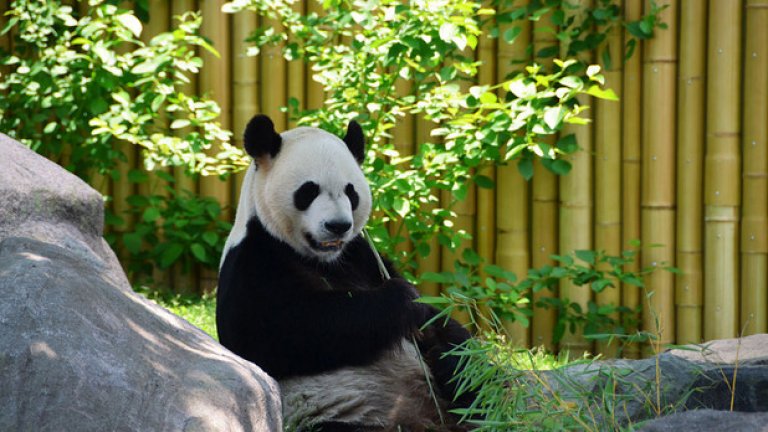 Как Китай успя да опази от изчезване този рядък животински вид, който само преди 7 години беше "отписван" от експертите?

