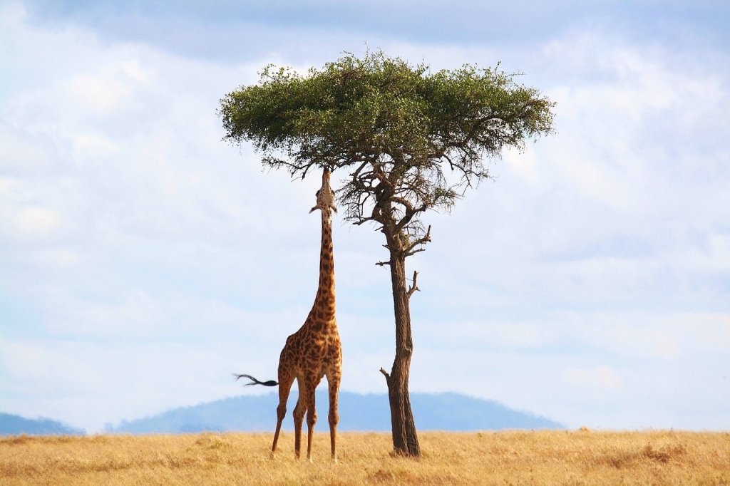 giraffe-2191662_1280