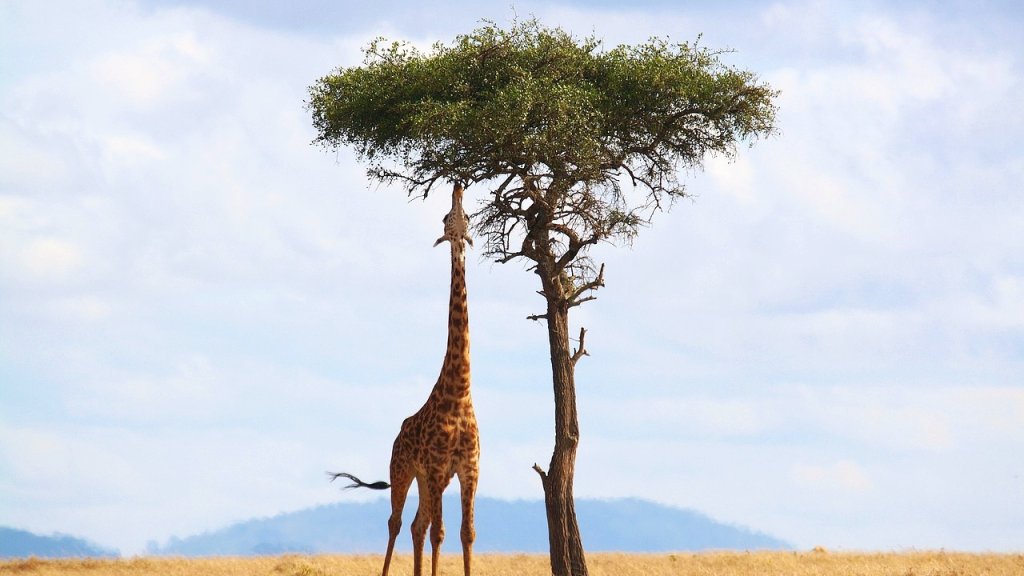 giraffe-2191662_1280