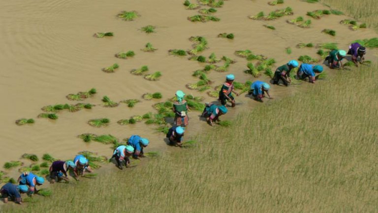 Оризовите тераси по поречието на река Хуанхъ в Китай от 1300 години са препитание за местното население. Насажденията се простират на 16 хиляди хектара площи, а в с течение на годините хората сами са направили сложна система от канали за напояване по планинските склонове.