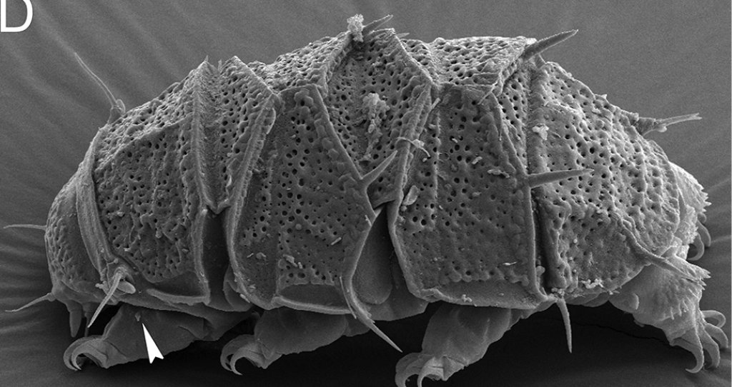 Echiniscus_succineus_(10.3897-evolsyst.3.33580)_Figure_2_(cropped)