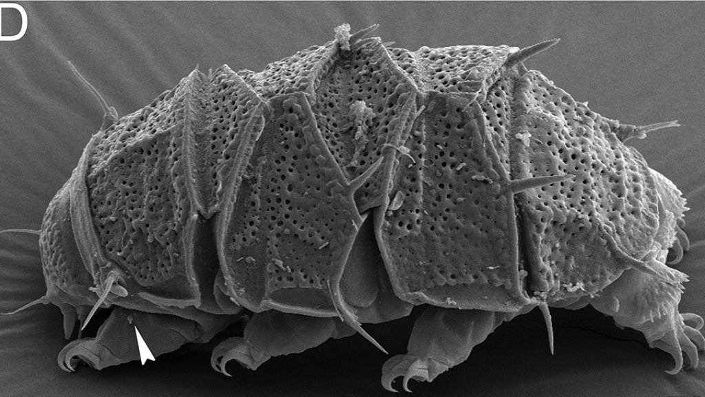 Echiniscus_succineus_(10.3897-evolsyst.3.33580)_Figure_2_(cropped)