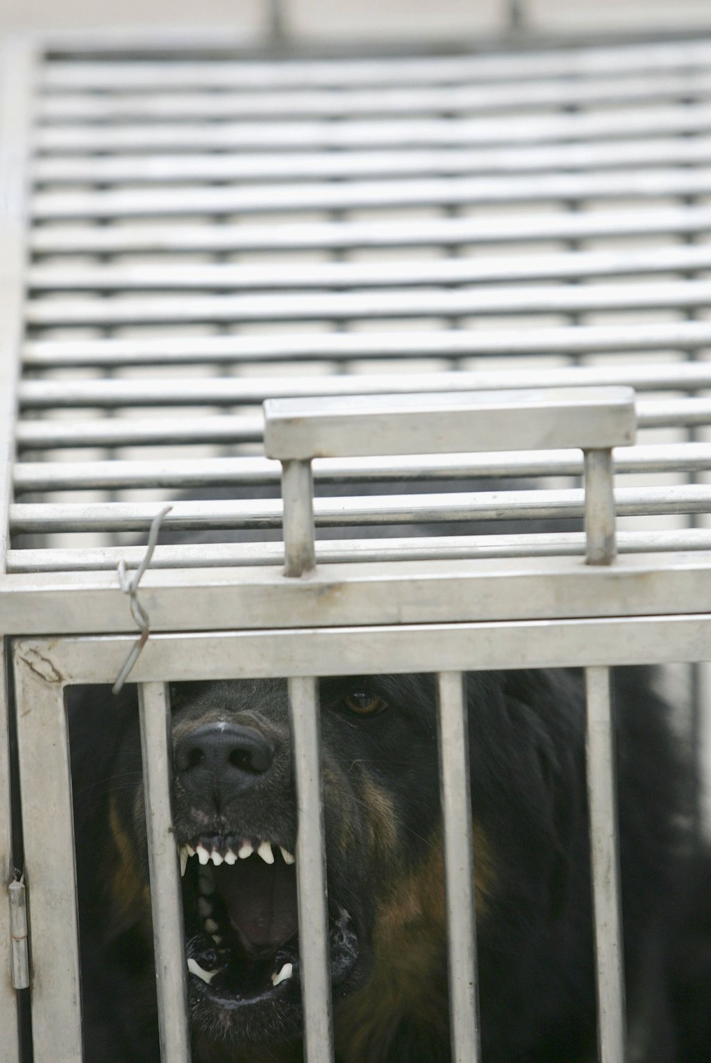 Dog Ownership Campaign Held To Tackle Rabies In Beijing