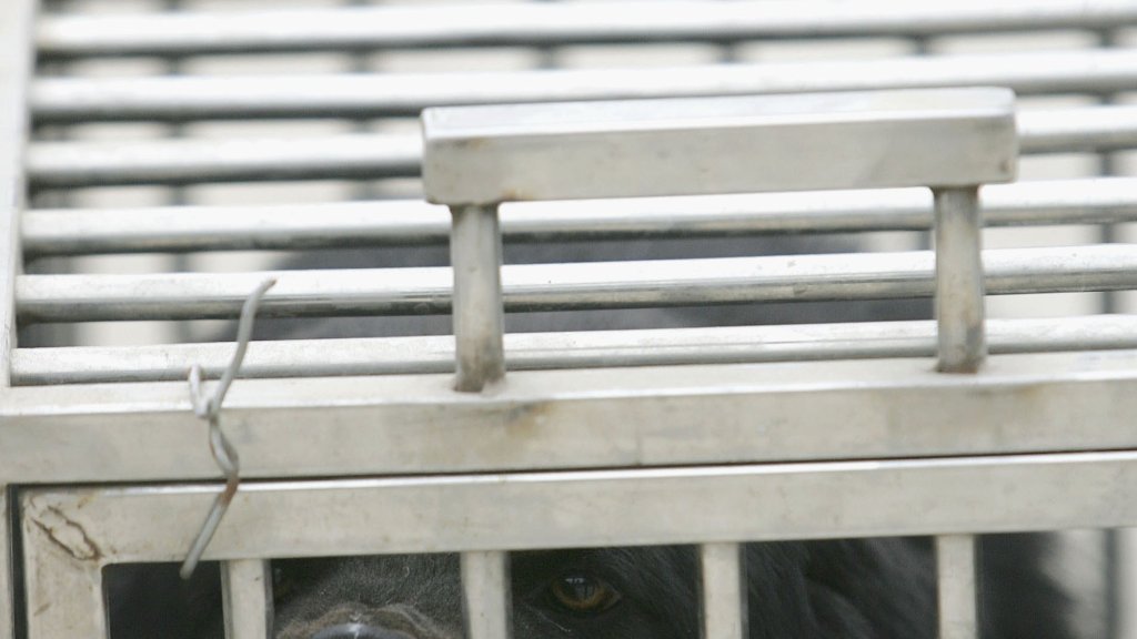 Dog Ownership Campaign Held To Tackle Rabies In Beijing