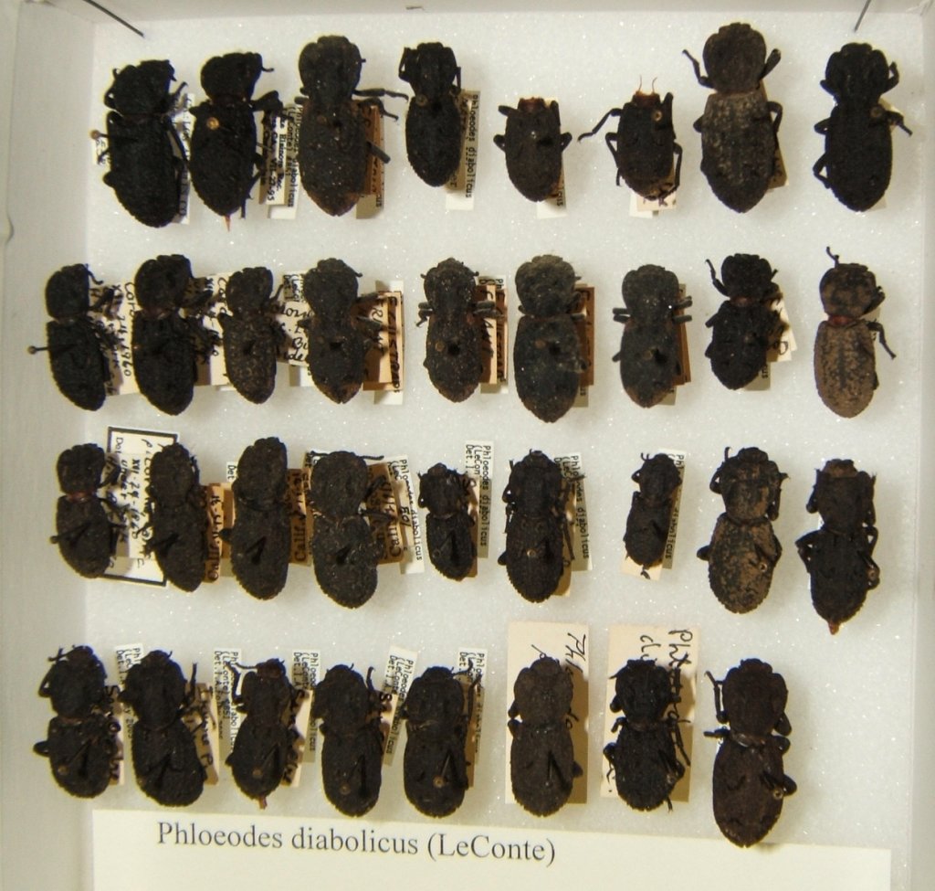 Phloeodes_diabolicus_variation_sjh