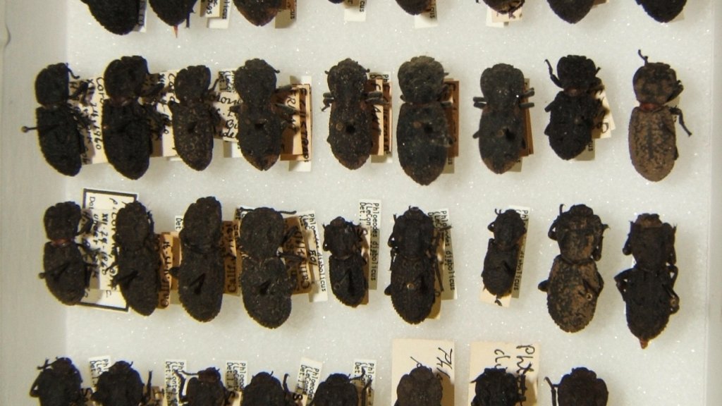 Phloeodes_diabolicus_variation_sjh