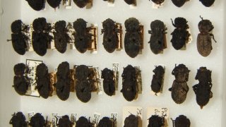 Phloeodes_diabolicus_variation_sjh