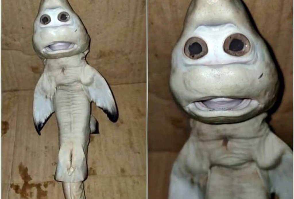 human-face-baby-shark