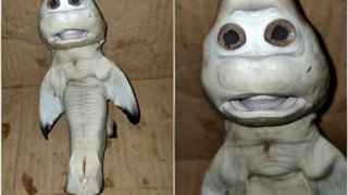 human-face-baby-shark