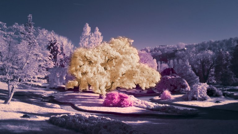Инфрачервената фотография може да създаде някои много интересни ефекти на снимките