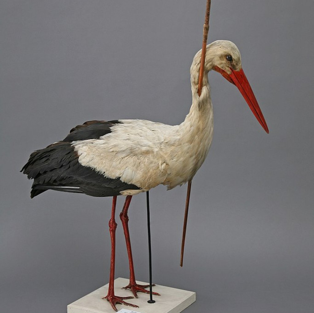682px-Rostocker_Pfeilstorch