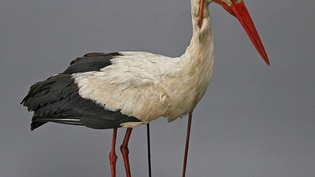 682px-Rostocker_Pfeilstorch