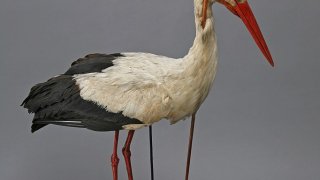 682px-Rostocker_Pfeilstorch